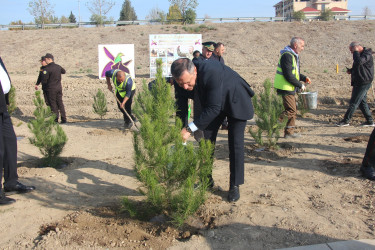 Yevlaxda 8 Noyabr-Zəfər Gününün beşinci ildönümü münasibətilə ağacəkmə aksiyası təşkil edilmişdir