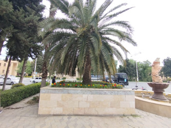 Yevlaxda Ulu Öndər Heydər Əliyevin anadan olmasının 102-ci ildönümü ərəfəsində müxtəlif növ çiçəklər əkilmişdir