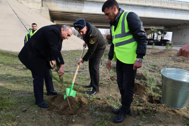 “Şəhərsalma və Memarlıq İli” çərçivəsində Yevlaxda növbəti ağacəkmə aksiyası keçirilib