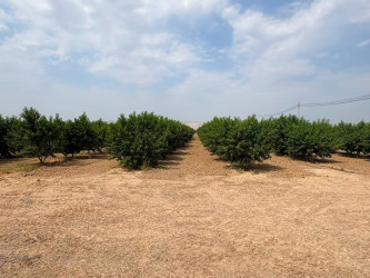 İcra Hakimiyyətinin Başçısı “Agrotop” MMC-yə məxsus meyvə bağında olub