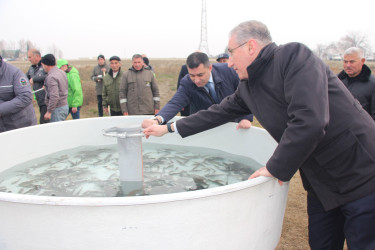 Yevlaxda 30 hektar sahədə yeni meşə salınır