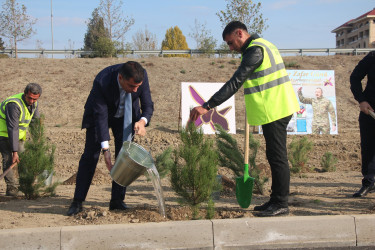 Yevlaxda 8 Noyabr-Zəfər Gününün beşinci ildönümü münasibətilə ağacəkmə aksiyası təşkil edilmişdir