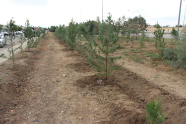 Yevlaxda 27 sentyabr-Anım Günü münasibətilə ağacəkmə aksiyası keçirilmişdir