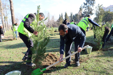 Yevlaxda şəhid ailələrinin üzvlərinin iştirakı ilə ağacəkmə aksiyası keçirilib