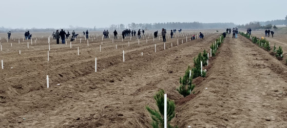 Yevlax rayonunun meşə fondu torpaqlarında meşəbərpa tədbirləri çərçivəsində müxtəlif növ ağaclar əkilib