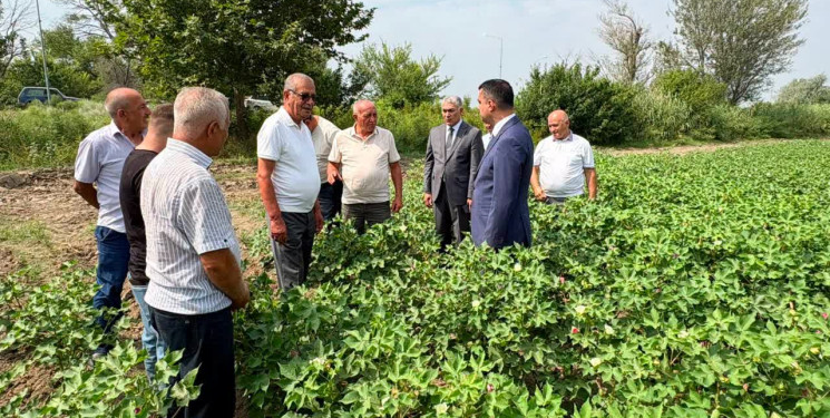 Yevlax Şəhər İcra Hakimiyyətinin Başçısı pambıq sahəsində olmuşdur