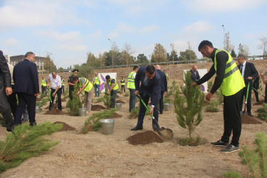 Yevlaxda 27 Sentyabr-Anım Günü ilə əlaqədar ağacəkmə aksiyası keçirilib
