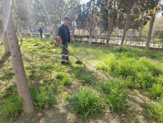 Yevlaxda yaşıllıqlara qulluq göstərilib