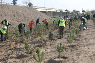 Yevlaxda 8 Noyabr-Zəfər Gününün beşinci ildönümü münasibətilə ağacəkmə aksiyası təşkil edilmişdir