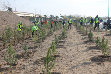 Yevlaxda 8 Noyabr-Zəfər Gününün beşinci ildönümü münasibətilə silsilə ağacəkmə aksiyaları təşkil olunmuşdur