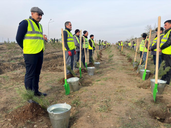“Şəhərsalma və Memarlıq İli” çərçivəsində Yevlaxda növbəti ağacəkmə aksiyası keçirilib