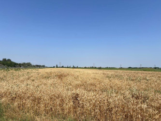 Yevlax Şəhər İcra Hakimiyyətinin Başçısı rayonun Duzdağ qəsəbəsində taxıl biçini prosesi ilə maraqlanıb