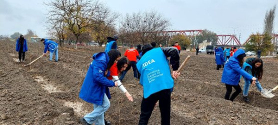 Yevlaxda “Təbiətimiz” aksiyası çərçivəsində müxtəlif növ ağaclar əkilib