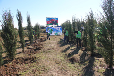 Yevlaxda “Yaşıl dünya naminə həmrəylik ili” çərçivəsində həyata keçirilən silsilə ağacəkmə aksiyası davam etdirilib