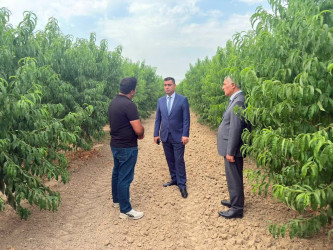 İcra Hakimiyyətinin Başçısı “Agrotop” MMC-yə məxsus meyvə bağında olub