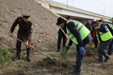 “Şəhərsalma və Memarlıq İli” çərçivəsində Yevlaxda növbəti ağacəkmə aksiyası keçirilib