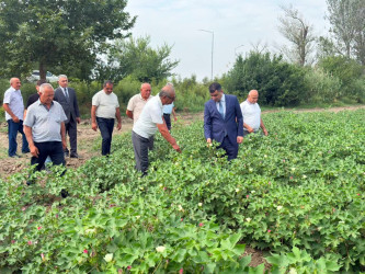 Yevlax Şəhər İcra Hakimiyyətinin Başçısı pambıq sahəsində olmuşdur