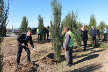 Yevlaxda “Yaşıl dünya naminə həmrəylik ili” çərçivəsində həyata keçirilən silsilə ağacəkmə aksiyası davam etdirilib