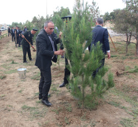 Yevlaxda 27 sentyabr-Anım Günü münasibətilə ağacəkmə aksiyası keçirilmişdir