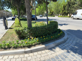 Şəhər ərazisində müxtəlif növ dekorativ gül kolları və çiçəklər əkilib
