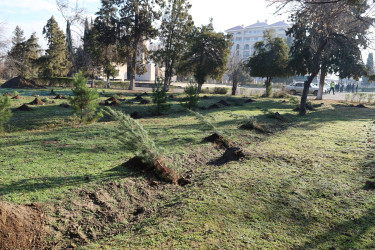 Yevlaxda şəhid ailələrinin üzvlərinin iştirakı ilə ağacəkmə aksiyası keçirilib